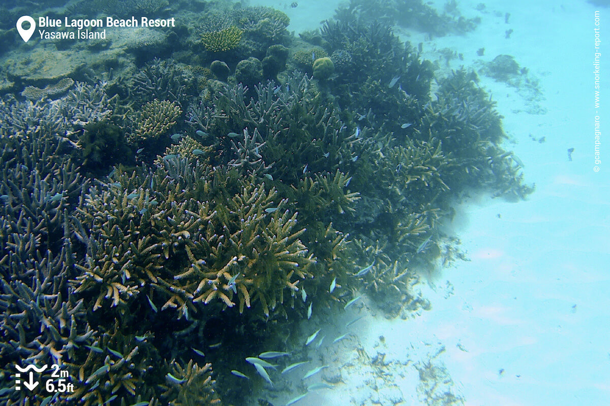 Coral reef at Blue Lagoon