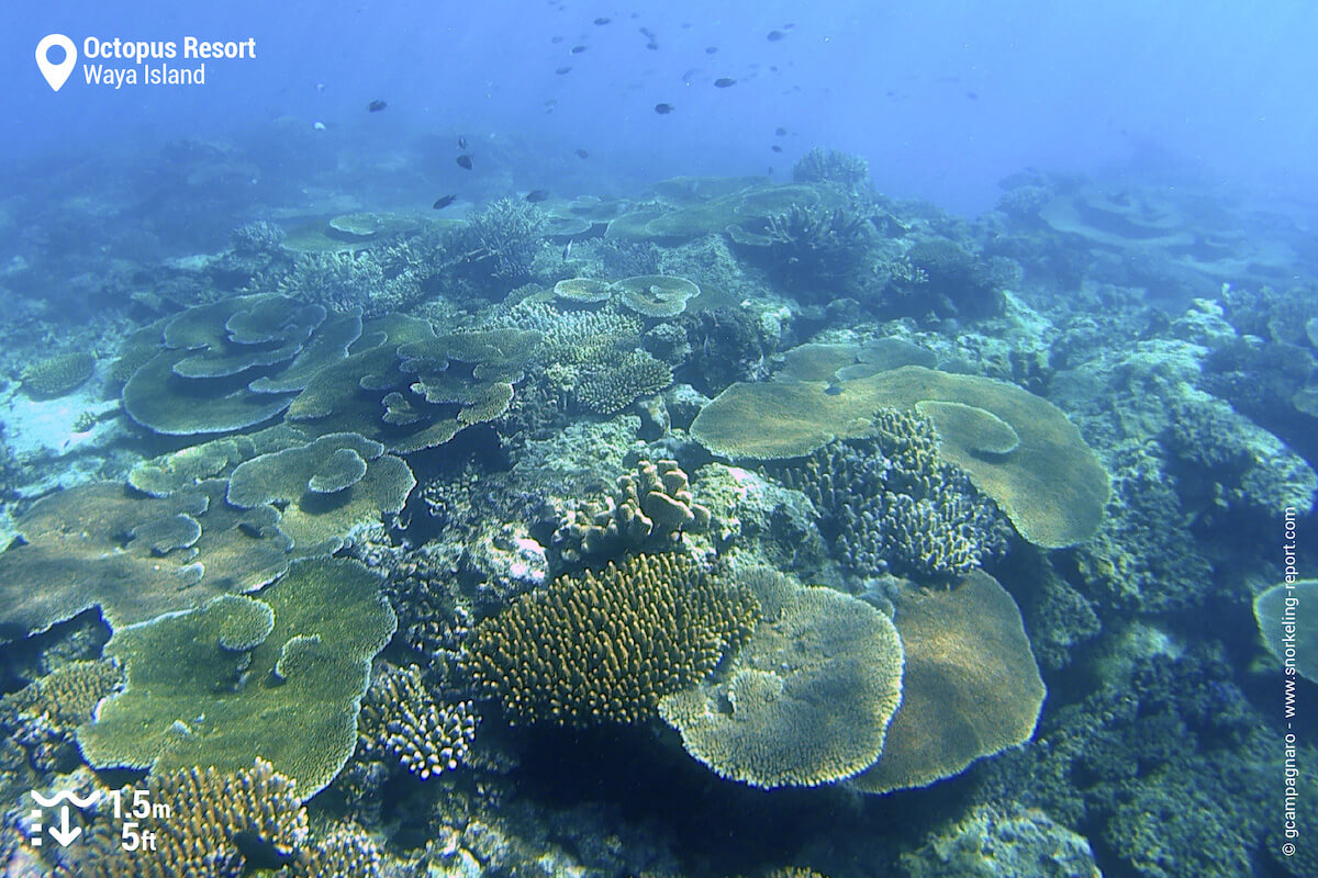 Coral reef at Octopus Resort