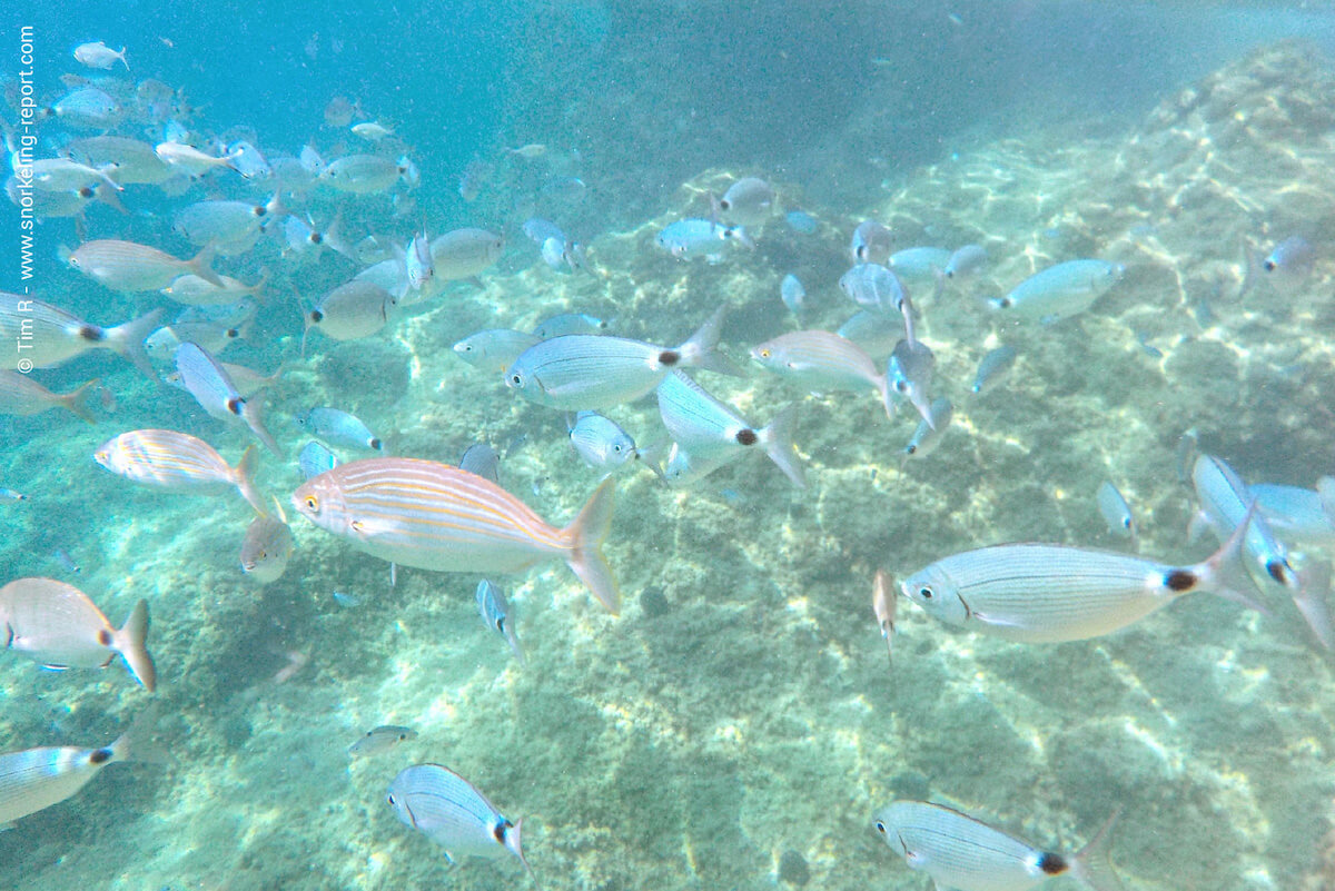 Salema and saddled seabream in Corfu