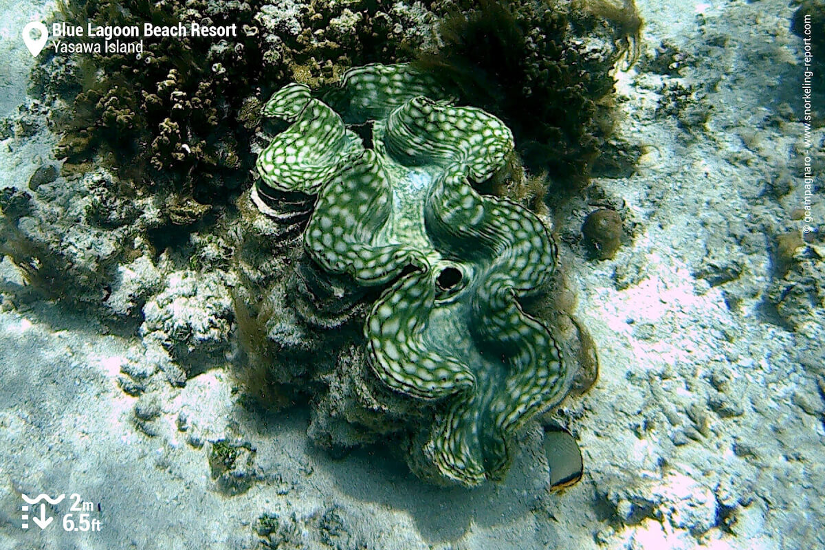 Giant clam at Blue Lagoon Beach Resort