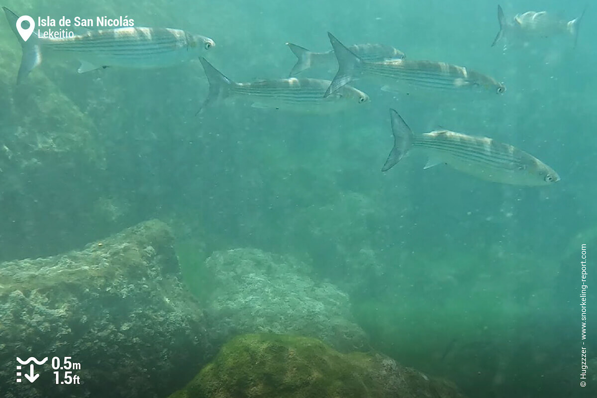 Grey mullet in Lekeitio