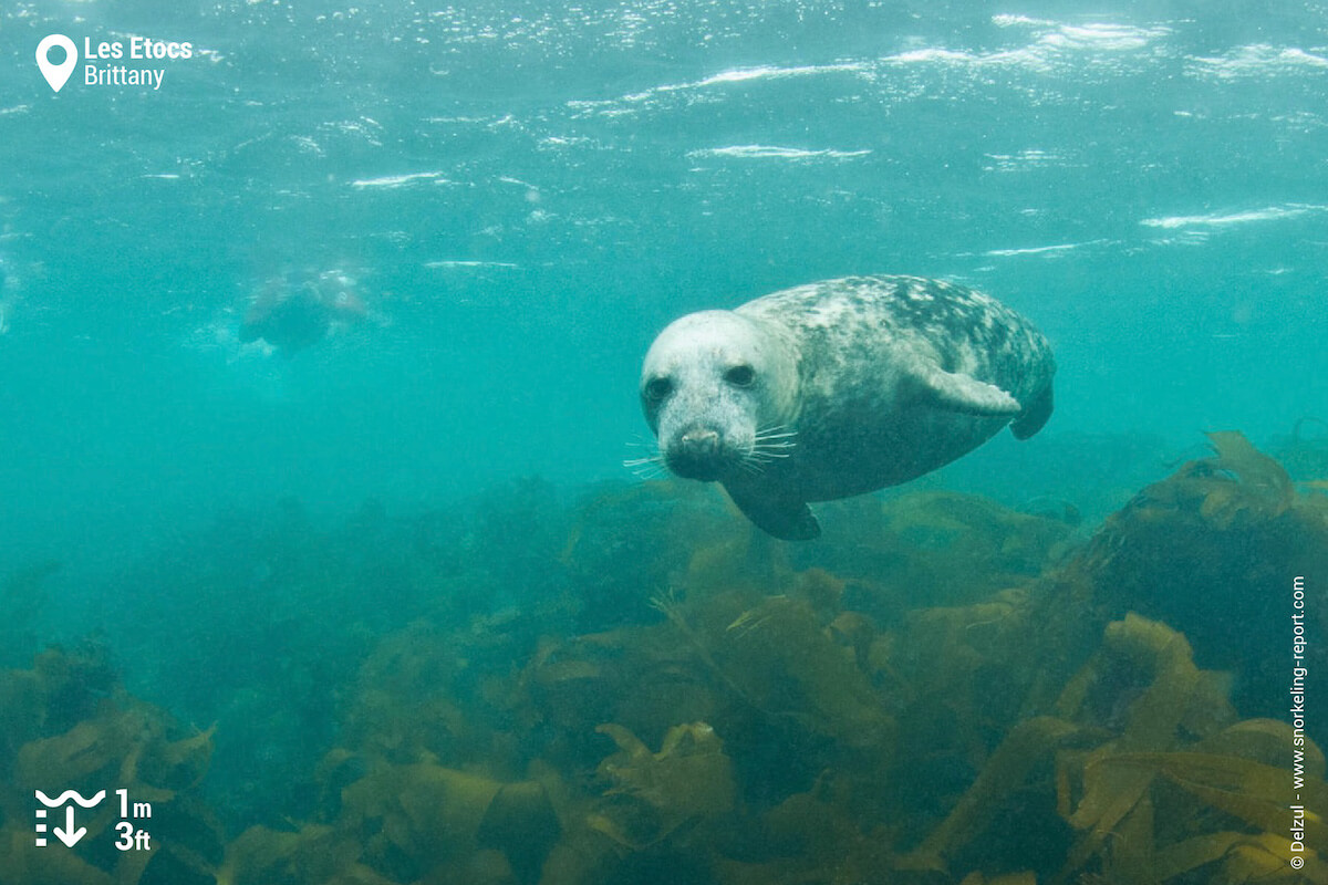 Encounter with grey seal in Etocs archipelago