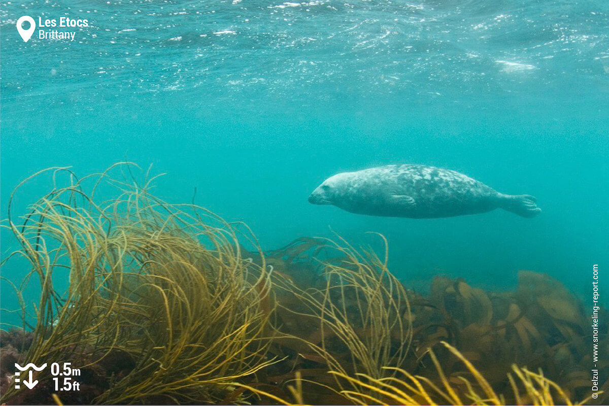 Grey seal in Etocs archipelago