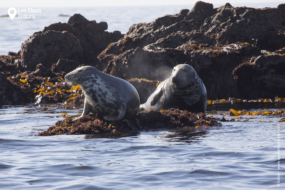 Grey seals on rocky islet