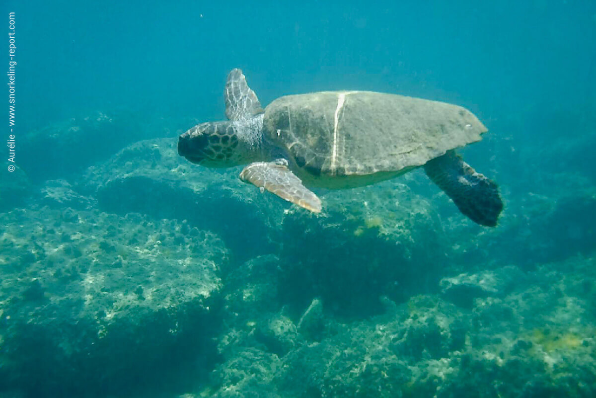 Loggerhead sea turtle in Cameo Island