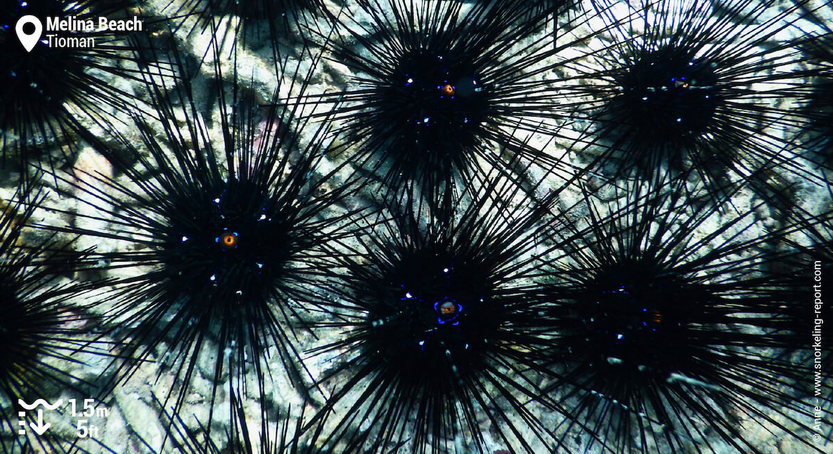 Long-spined sea urchin
