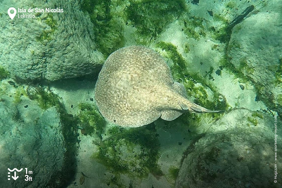 Marbled torpedo ray in Lekeitio