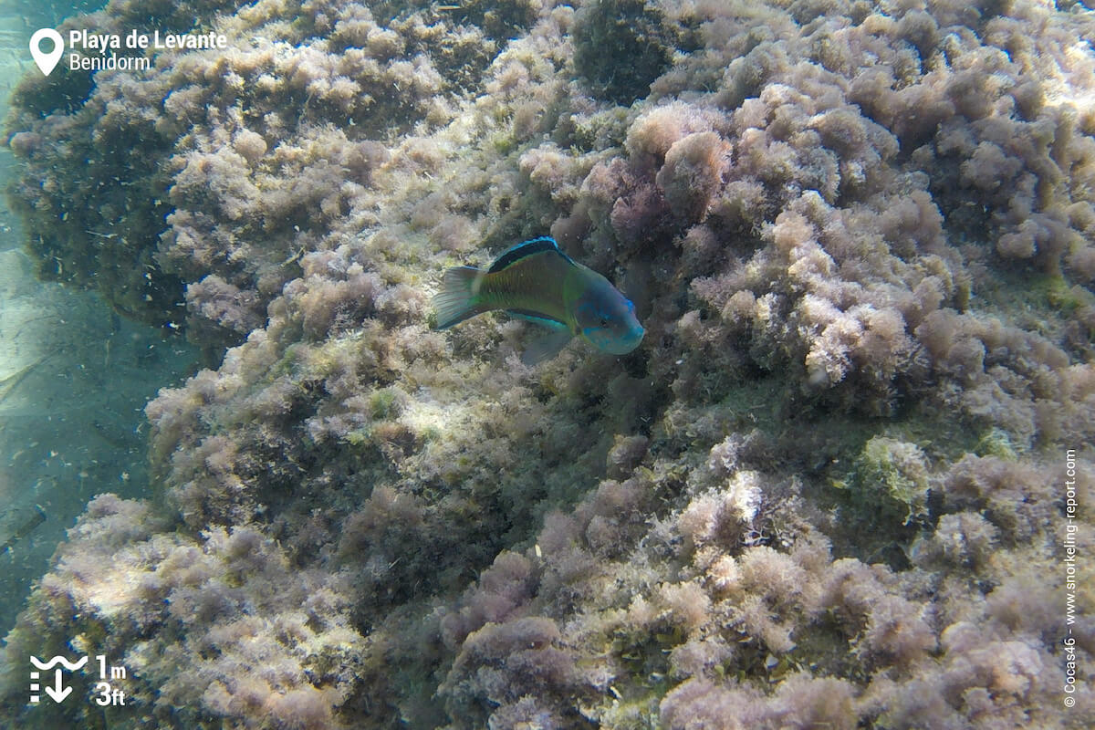 Ornate wrasse