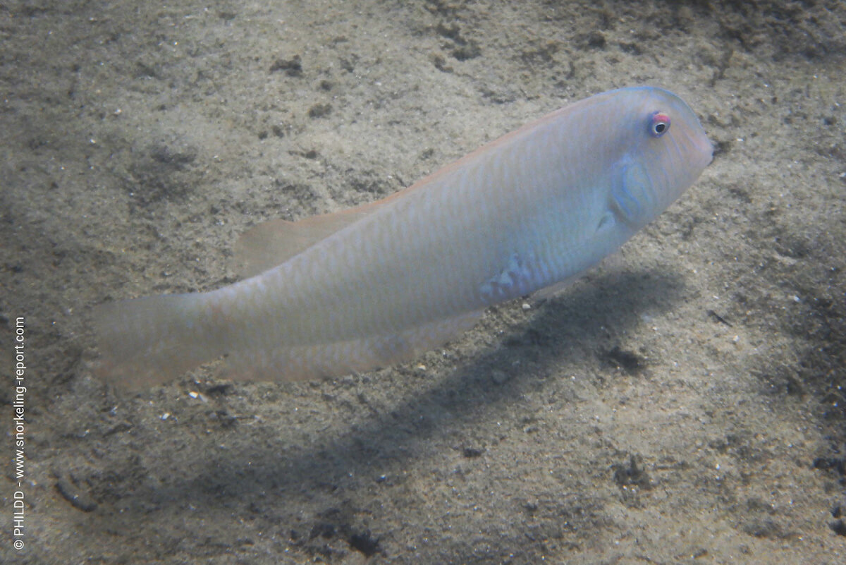 Pearly razorfish in Parikia Beach