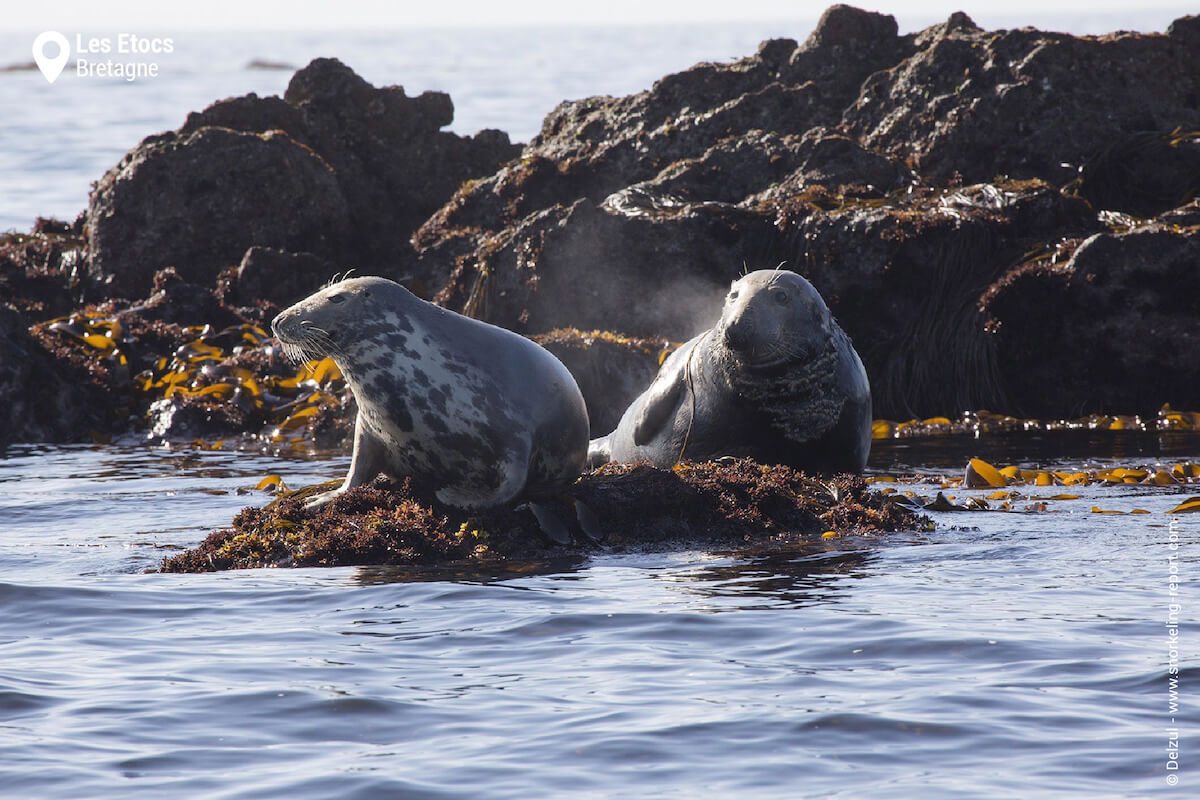 Phoques gris aux Etocs