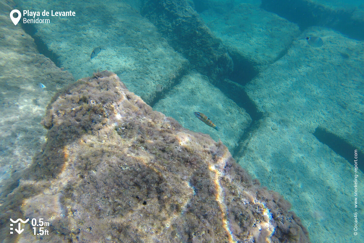 Playa de Levante underwater