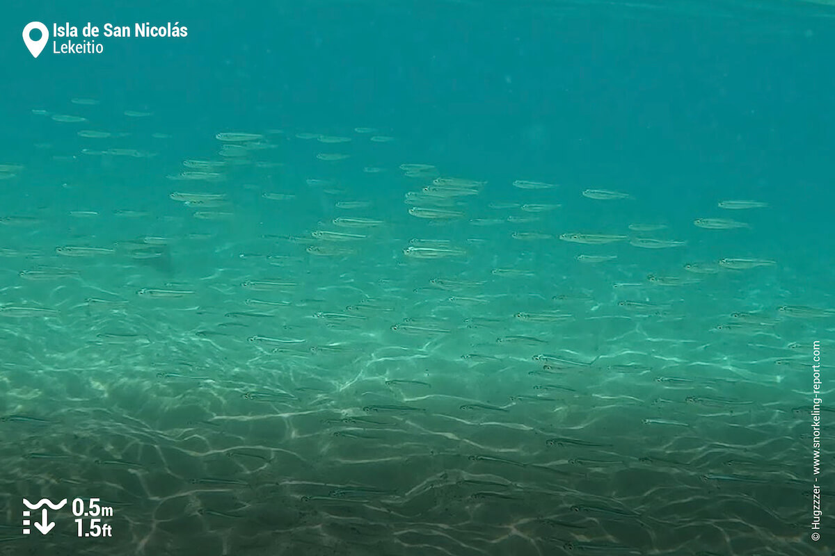 School of fish at Isla San Nicolas