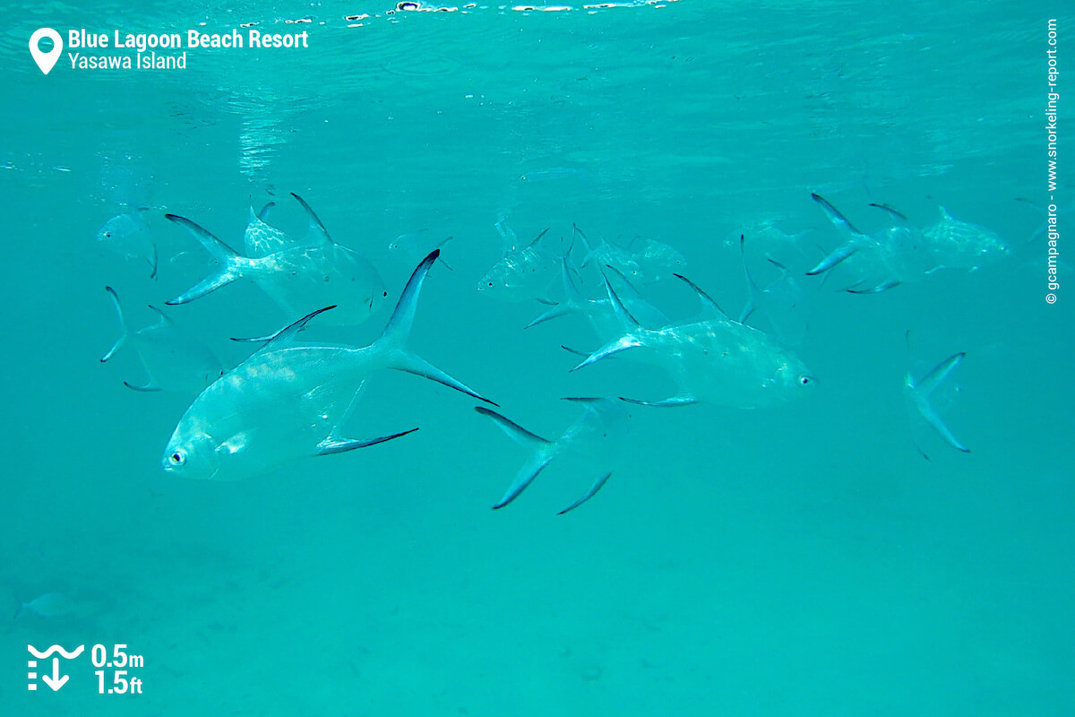 School of pompano at Blue Lagoon Beach Resort