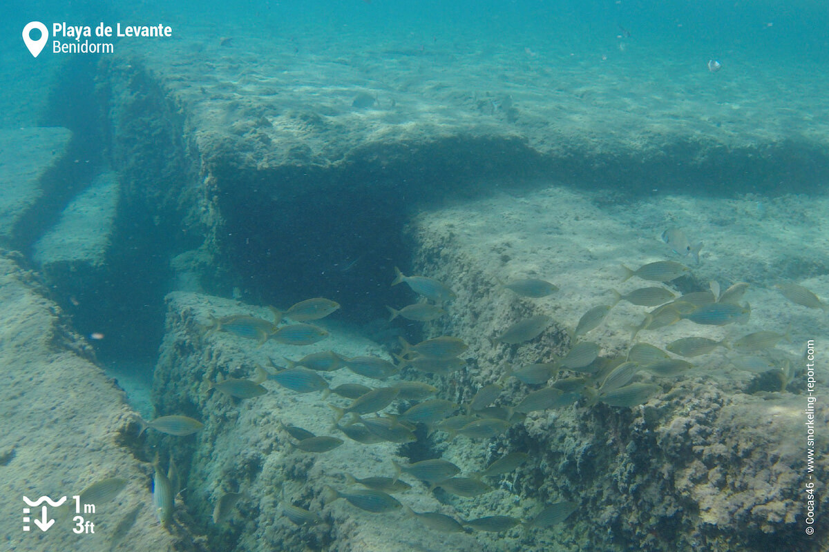 School of salema in Playa de Levante