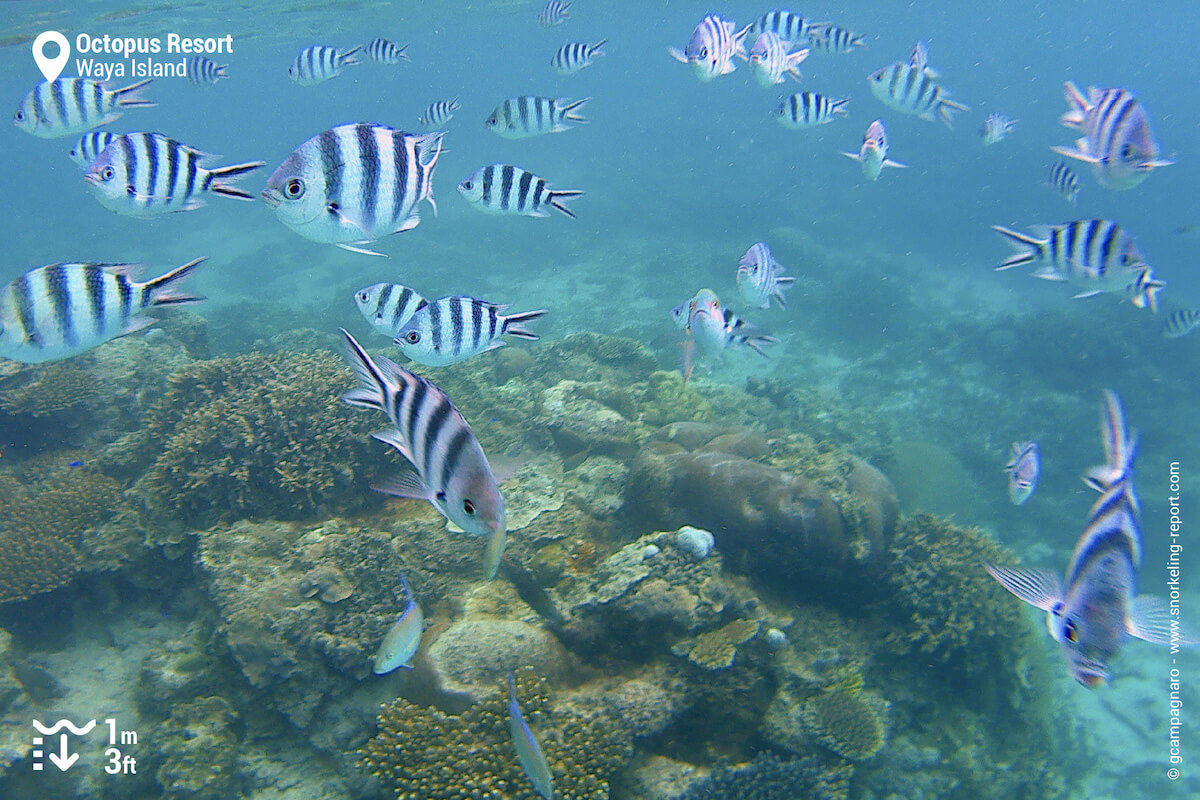 Sergeant majors at Octopus Resort