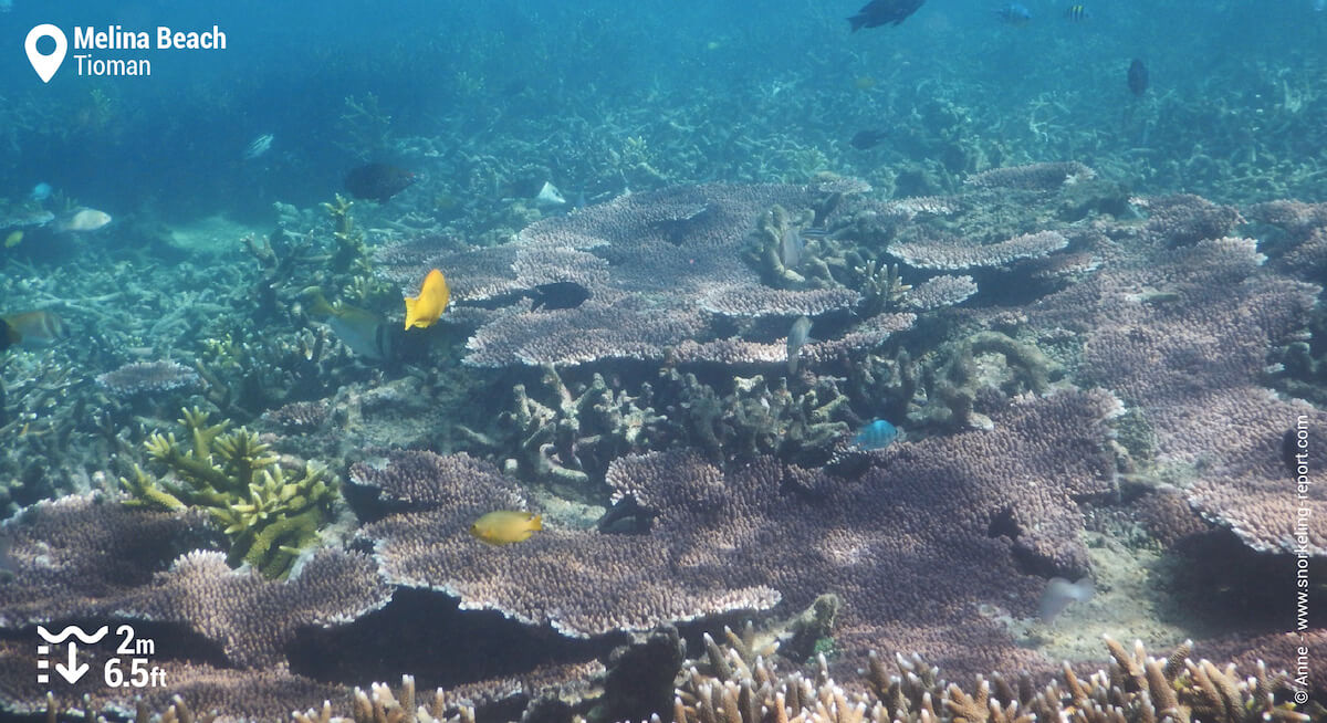 Tabular coral in Melina Beach