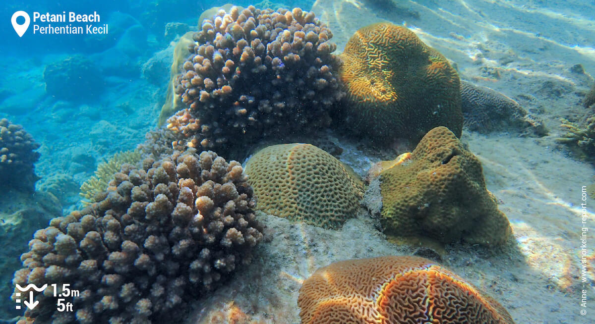 Coral reef at Petani Beach