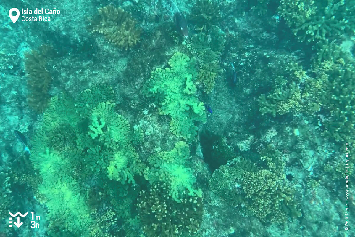 Hard coral reef at Isla del Caño