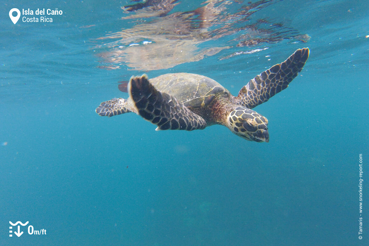 Hawksbill sea turtle at Cano Island