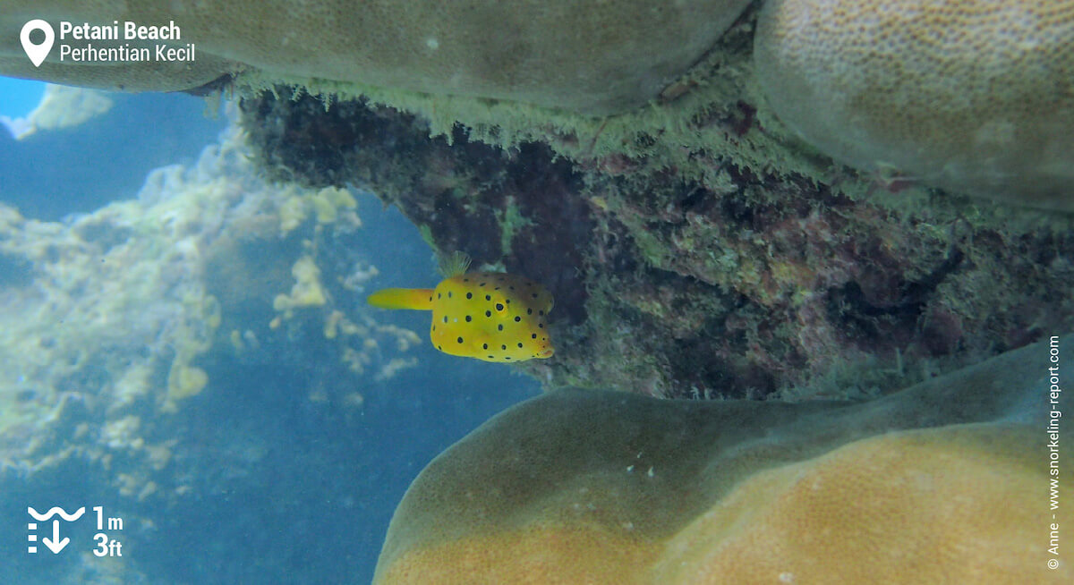 Juvenile yellow boxfish in Petani Beach