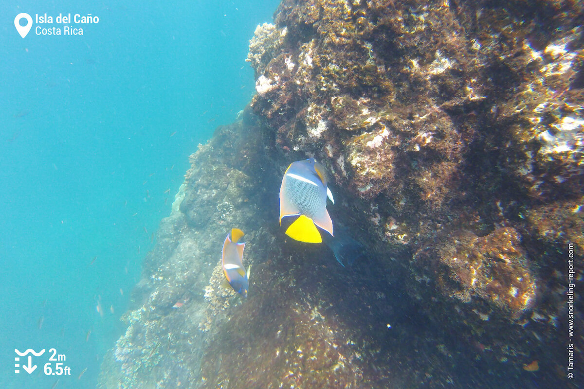 King angelfish at Isla del Caño