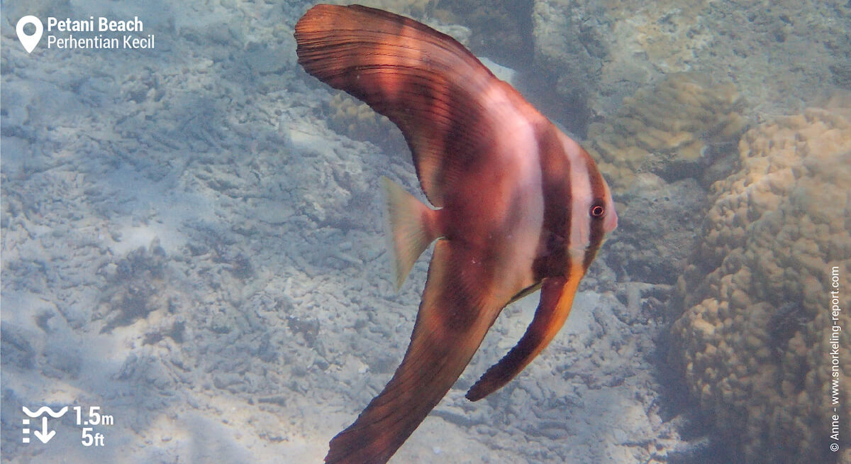 Longfin batfish in Petani Beach