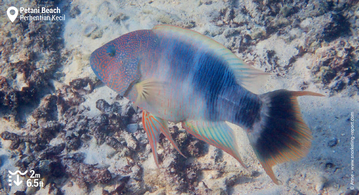 Tripletail wrasse in Petani Beach