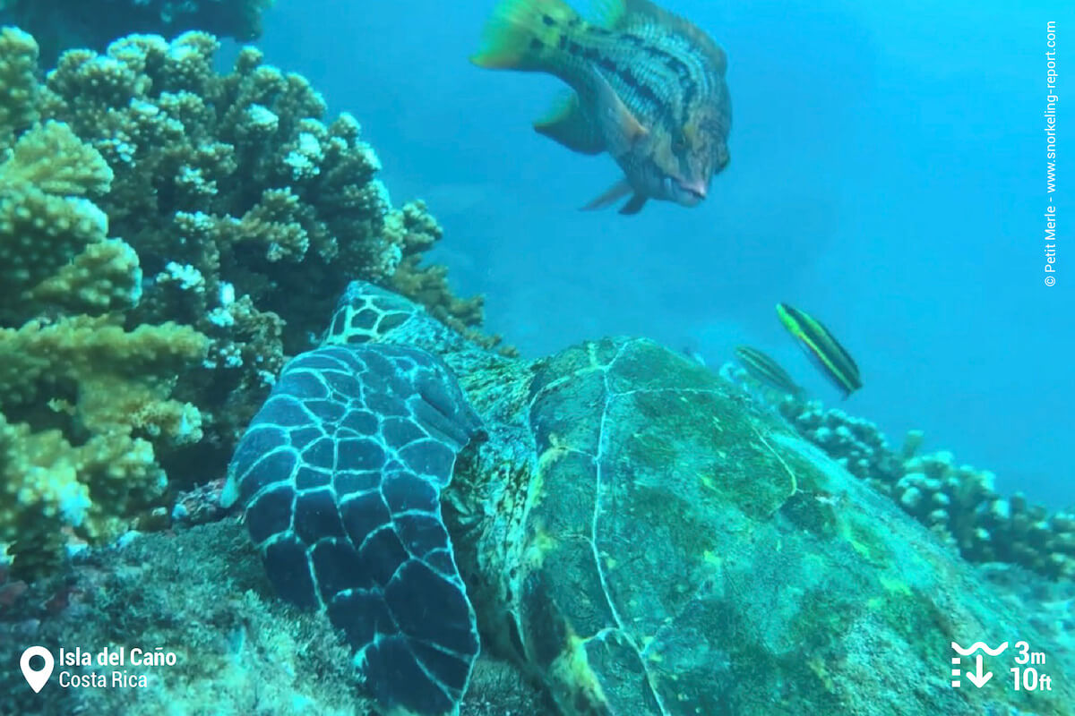 Sea turtle and wrasse