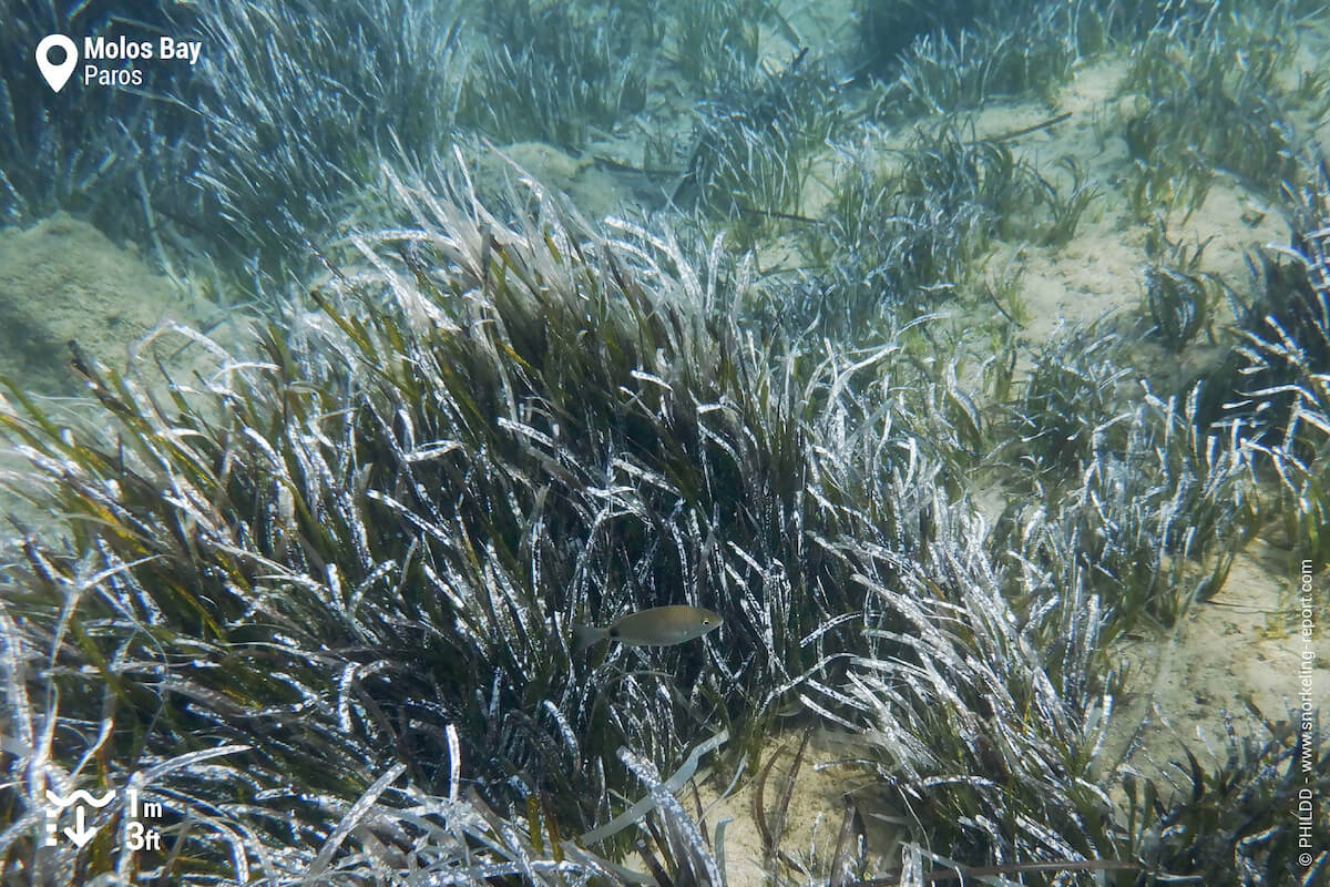 Annular seabream in Molos Bay seagrass beds