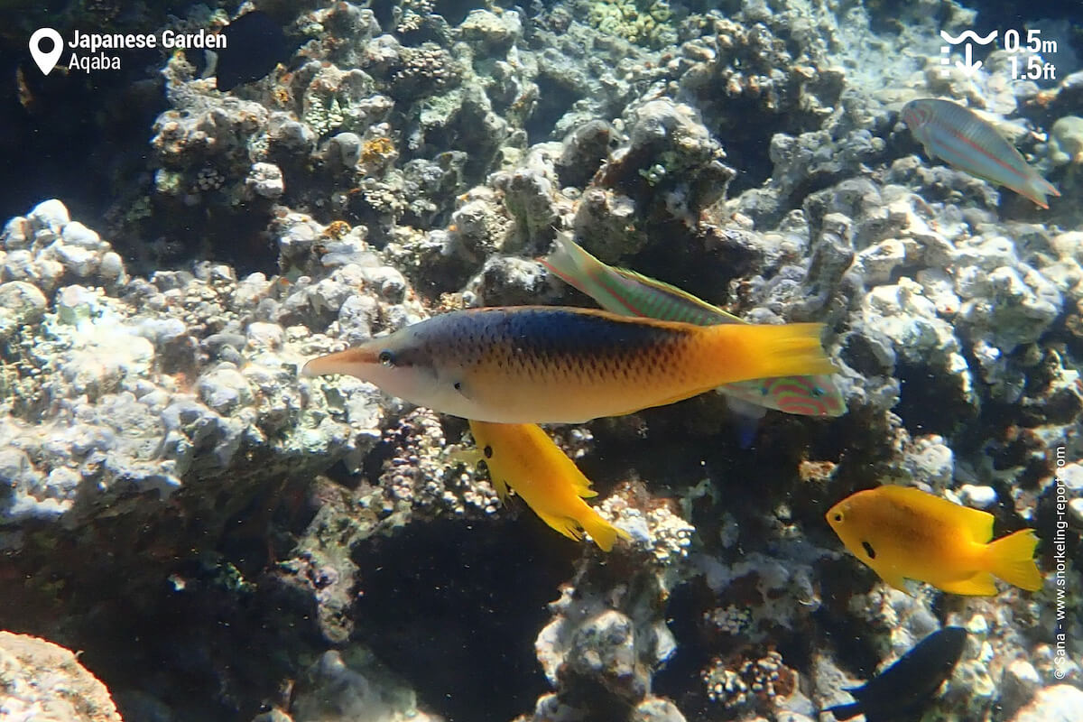 Bird wrasse at Japanese Garden