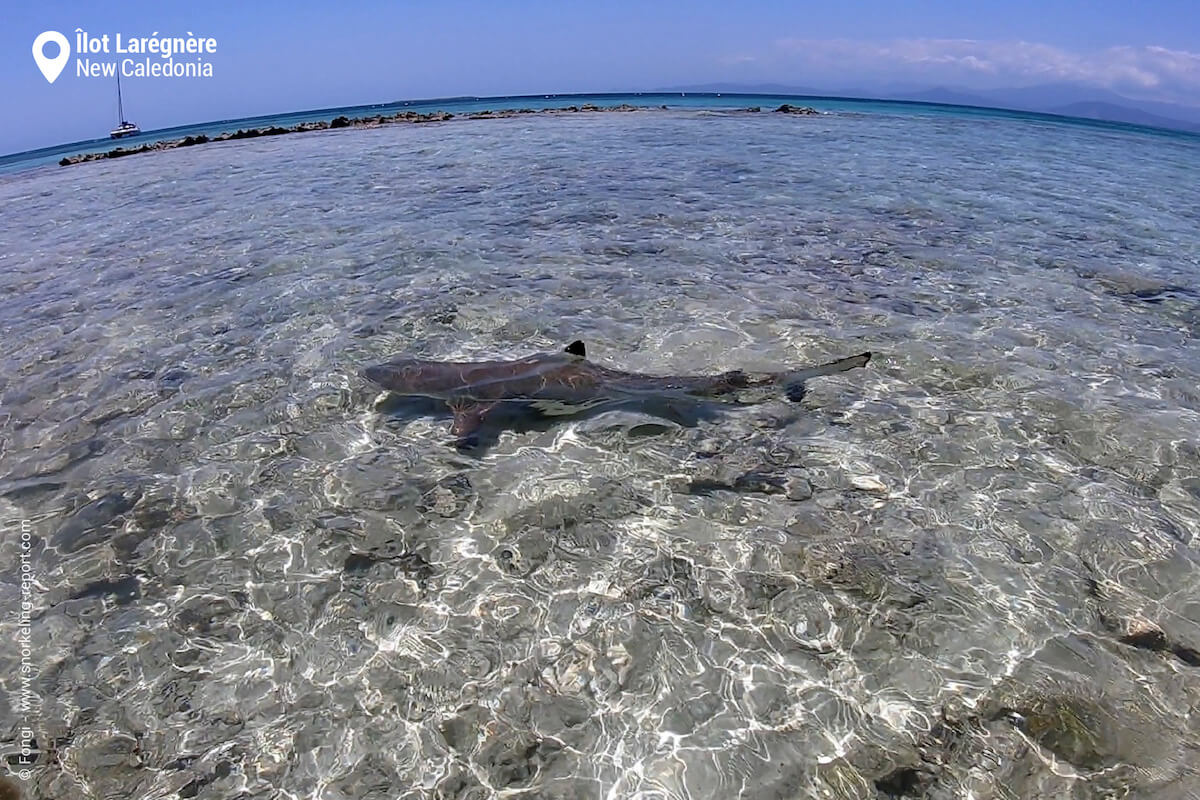 Blacktip reef shark in Laregnere Island