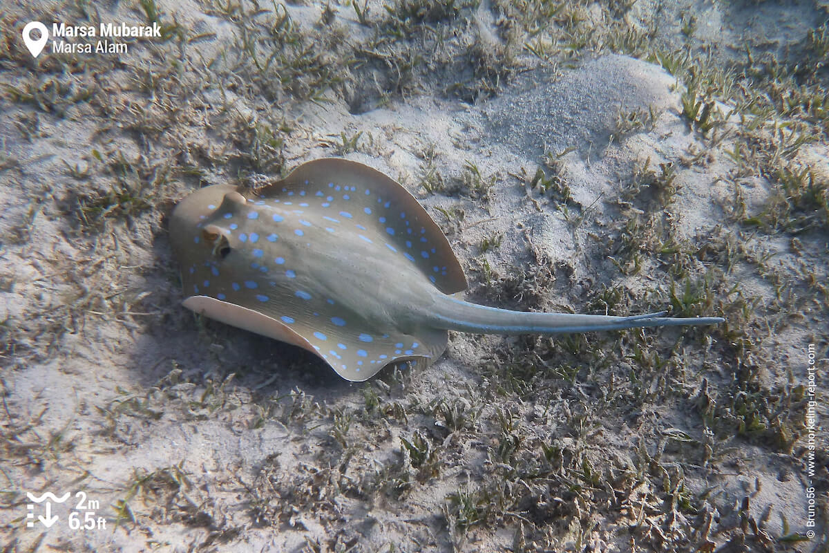 Bluespotted ribbontail ray in Marsa Mubarak