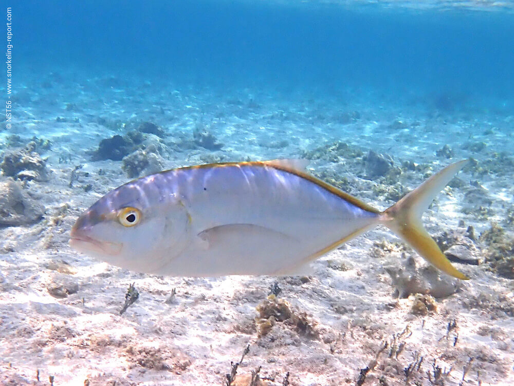Caranx bartholomaei