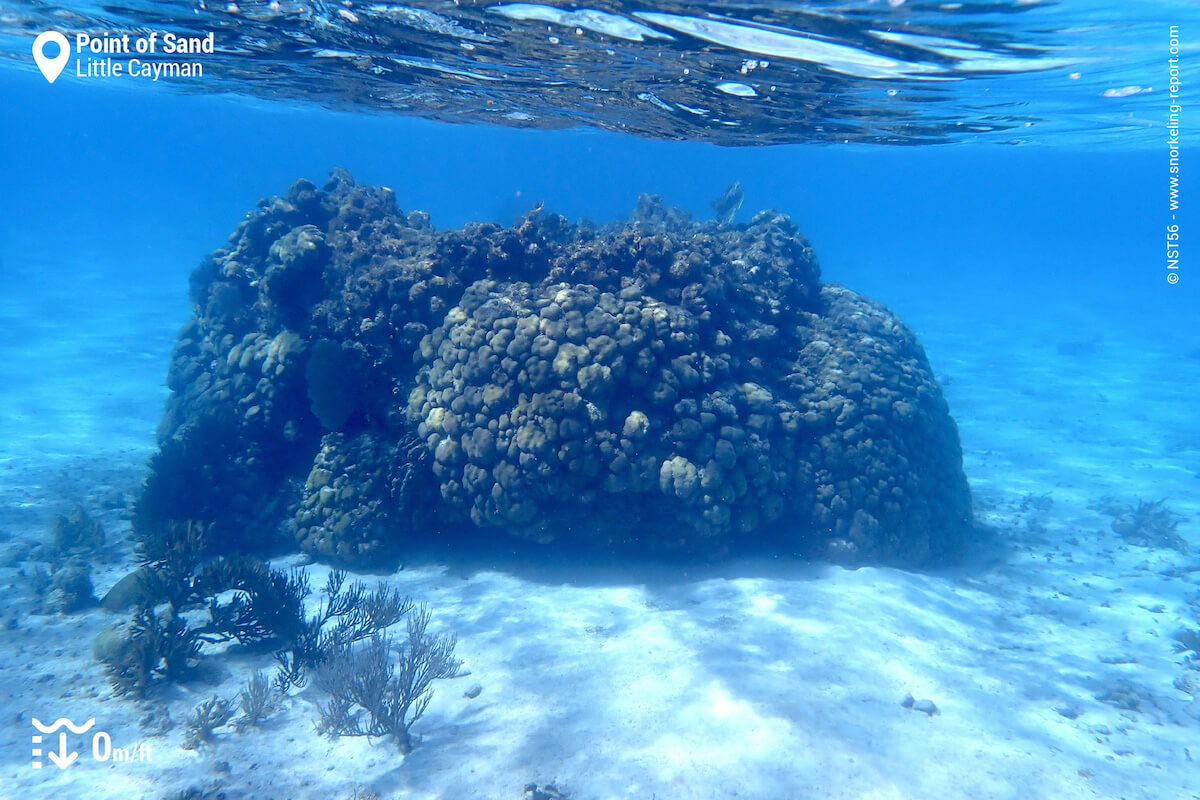 A coral outcrop at Point of Sand