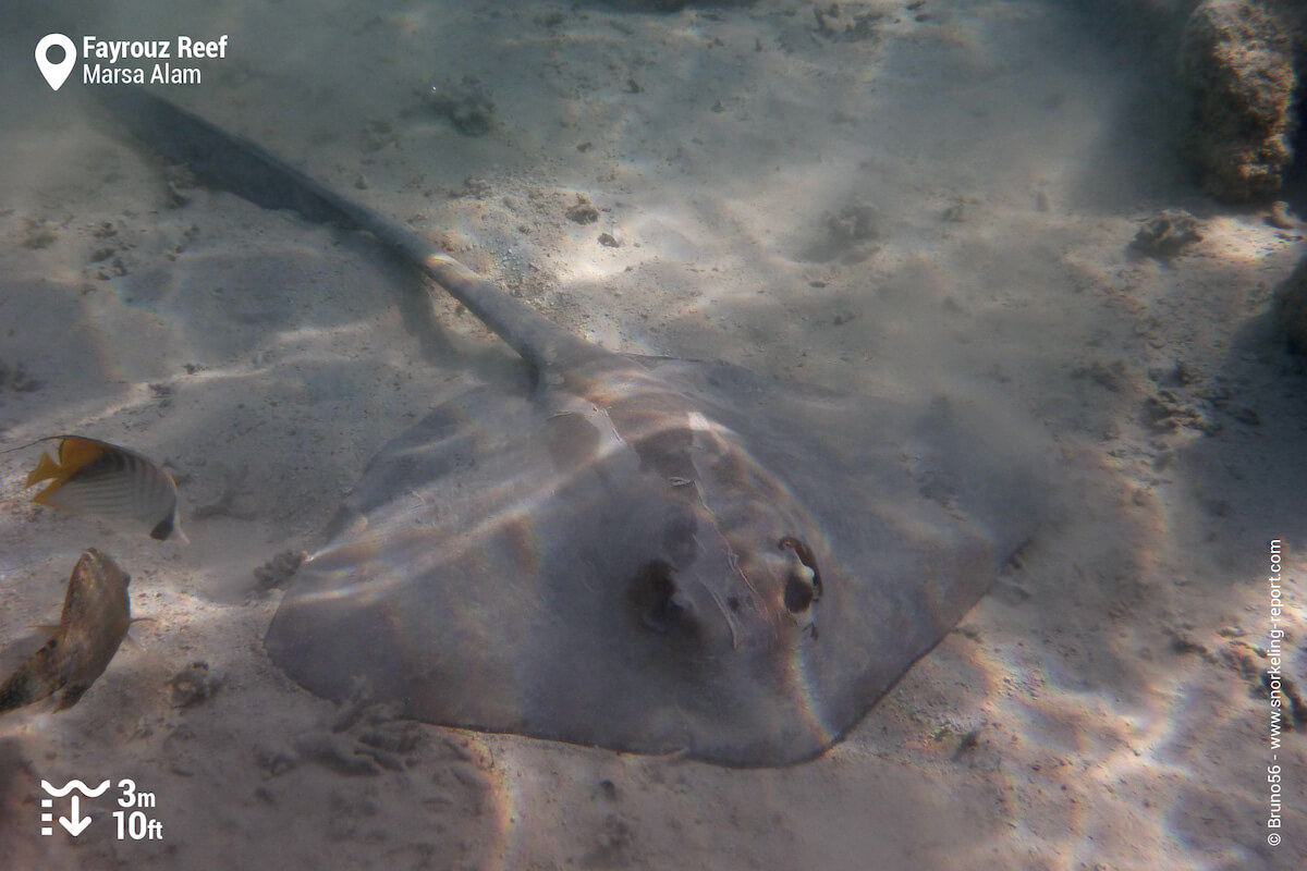 Cowtail stingray in Fayrouz Reef