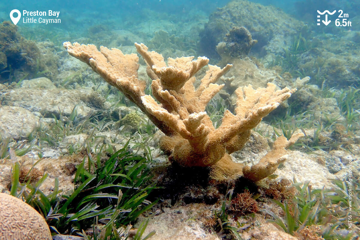 Elkhorn coral between the coral outcrops and seagrass beds in Preston Bay.