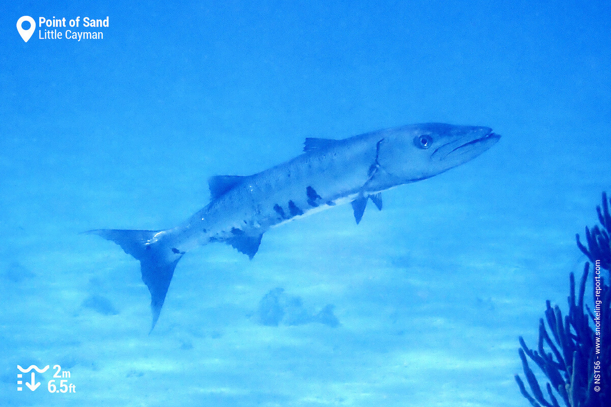 Great barracuda in Point of Sand