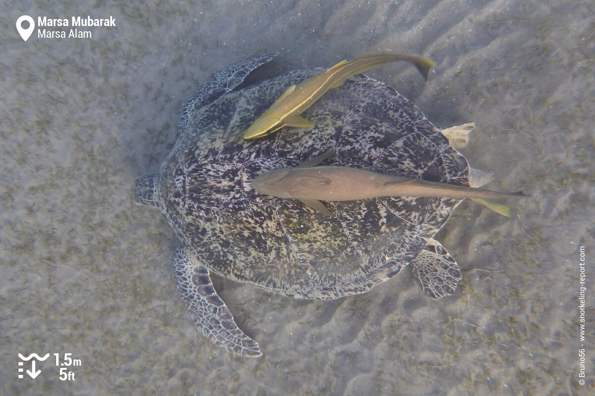 Green sea turtle with shark suckers attached