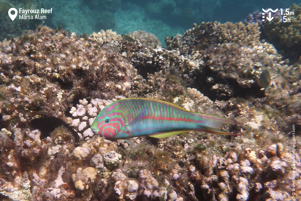 Klunzinger's wrasse at Fayrouz Reef