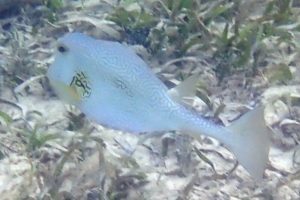 Lactophrys trigonus