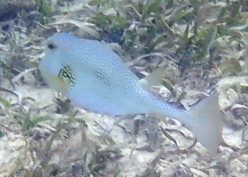 Lactophrys trigonus