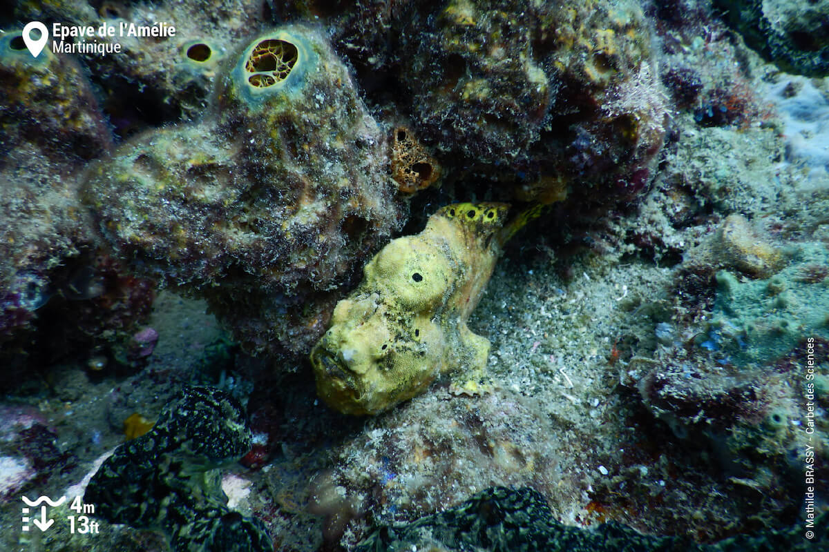 Longlure frogfish at Amelie Wreck
