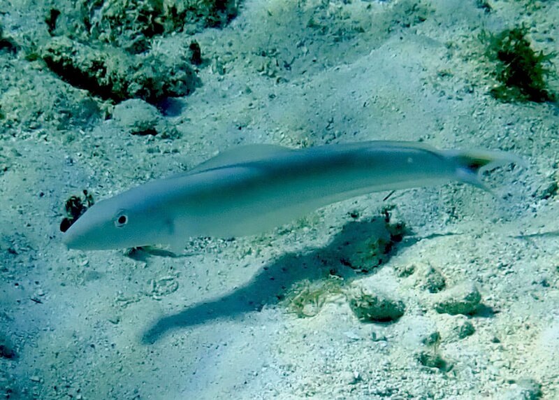 Malacanthus plumieri