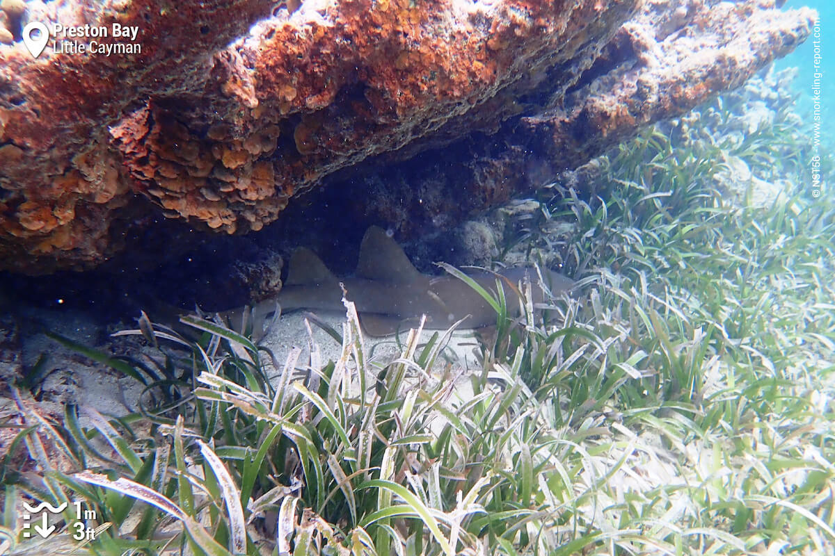 Sleeping Nurse shark in the seagrass.