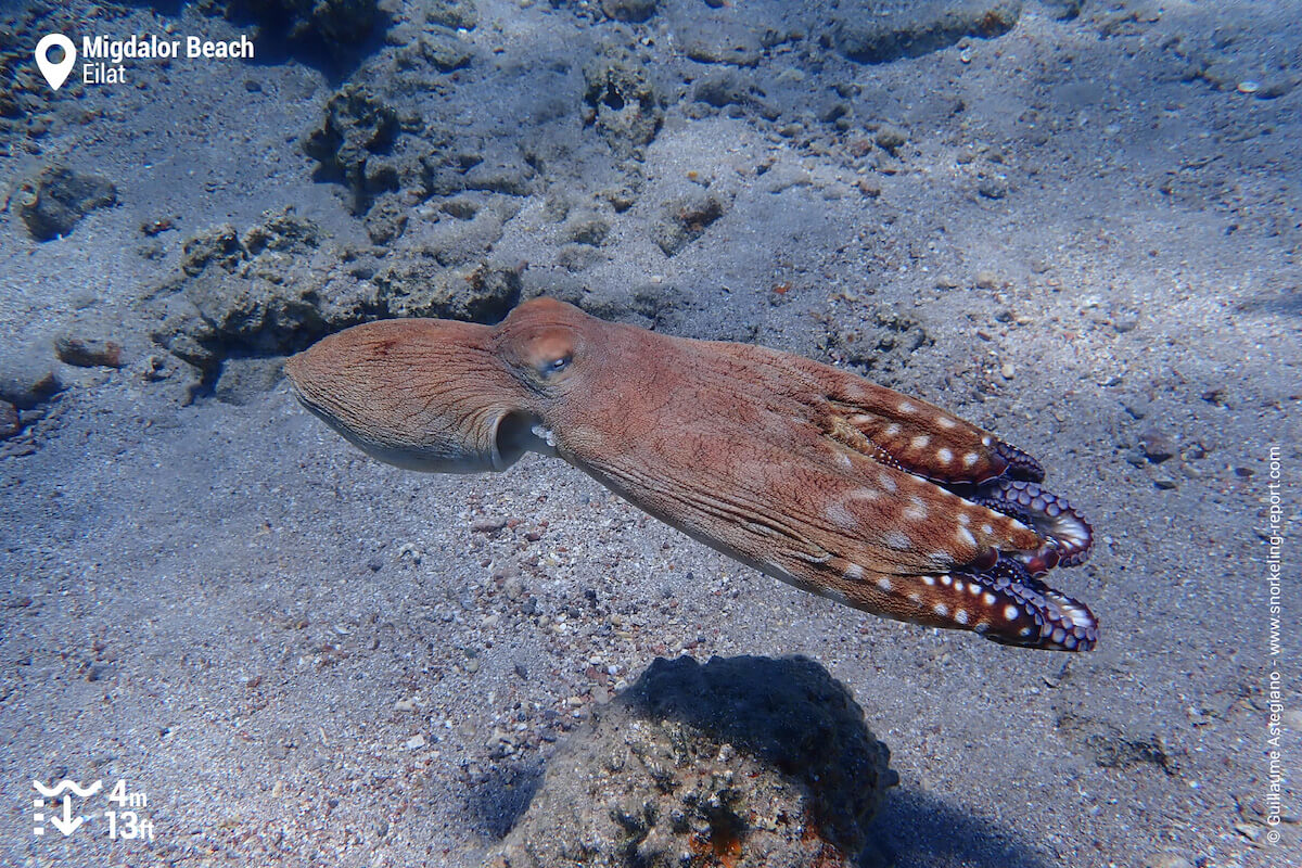 Octopus at Migdalor Beach