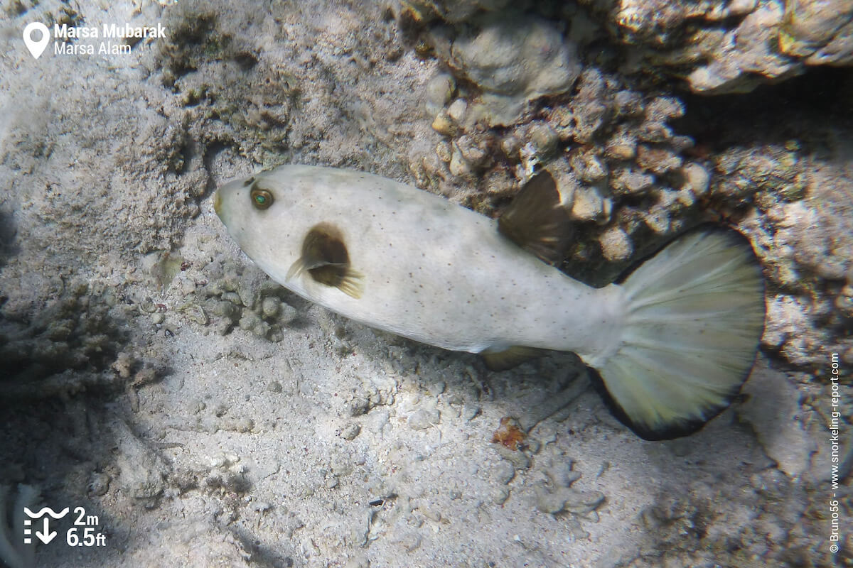 Pufferfish in Marsa Mubarak