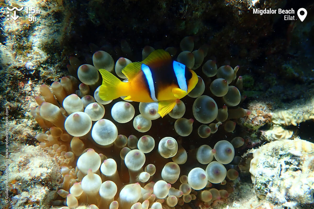 Red Sea anemonefish at Migdalor Beach