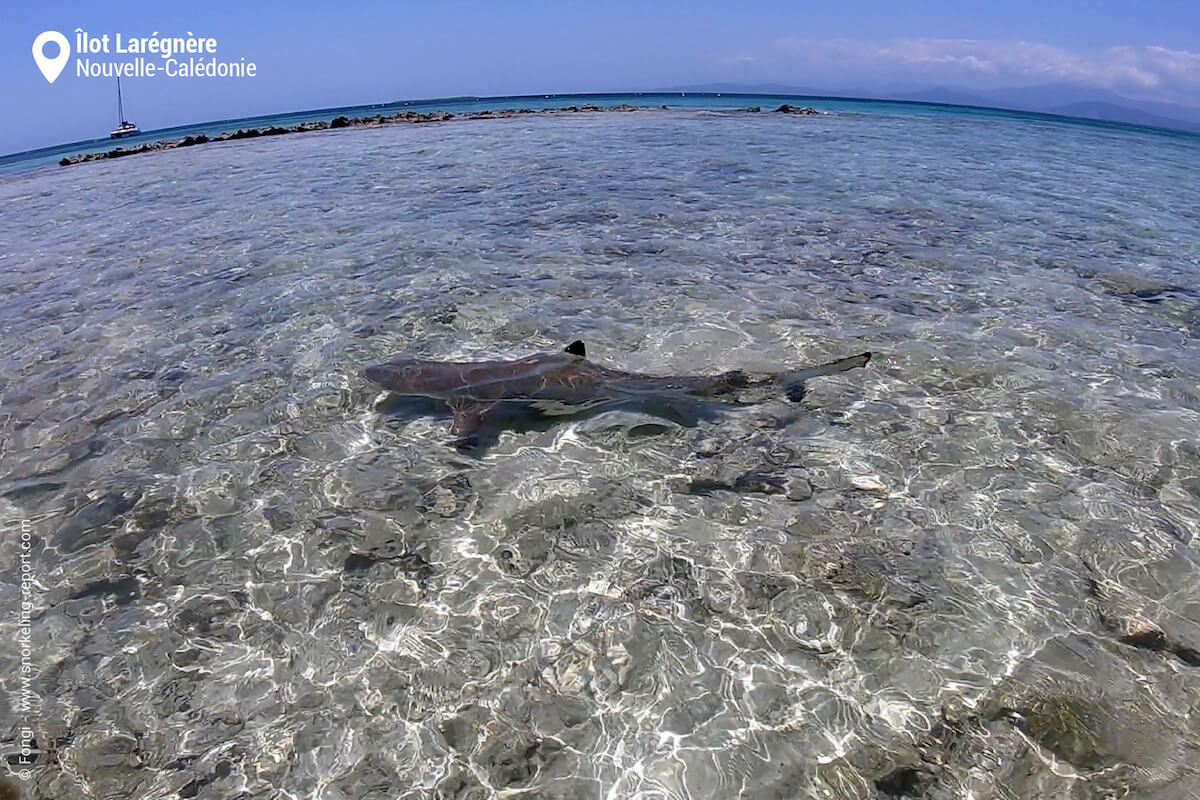 Requin à pointes noires à l'Îlot Larégnère