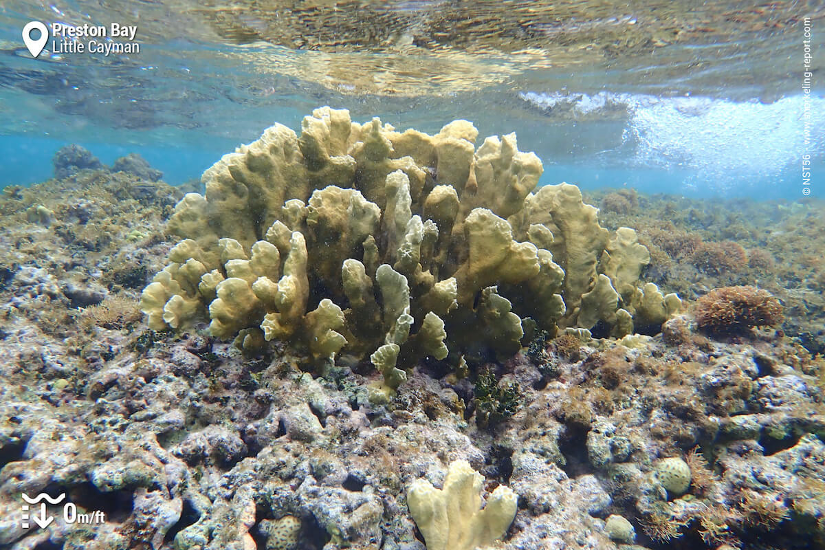 Ridged Fire Coral in the shallow reef areas of Preston Bay
