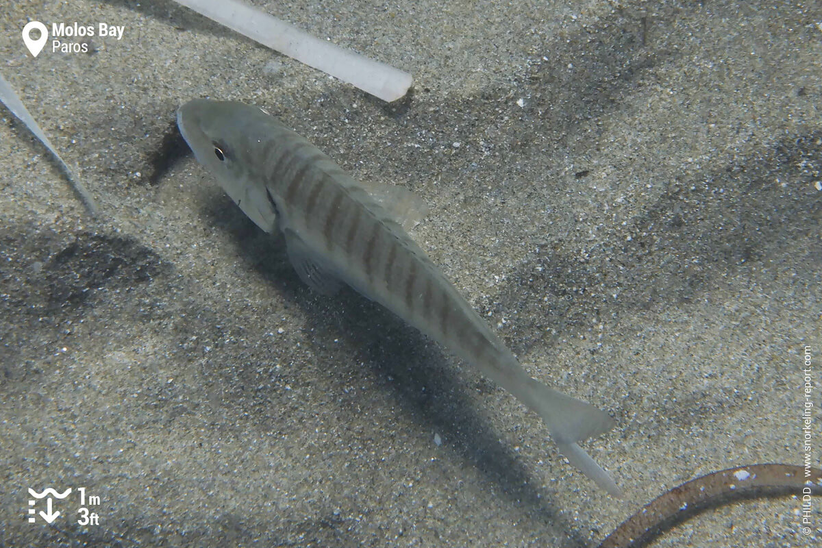 Sand steenbras in Molos Beach